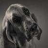 Pandora the Bloodhound